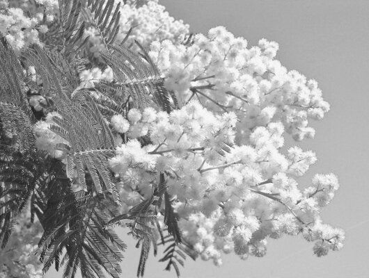 Mimosen